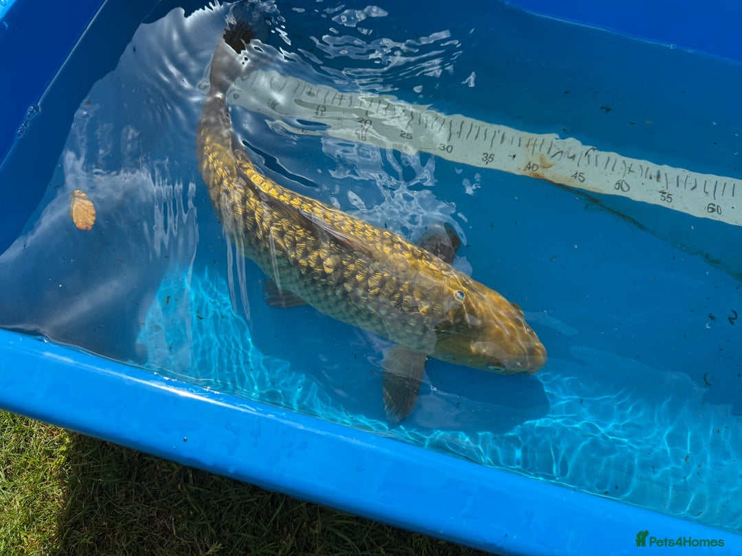 Koi Carp fish for sale: Various koi carp for sale  - Image 34