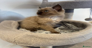 Ragdoll cats - Advert 3
