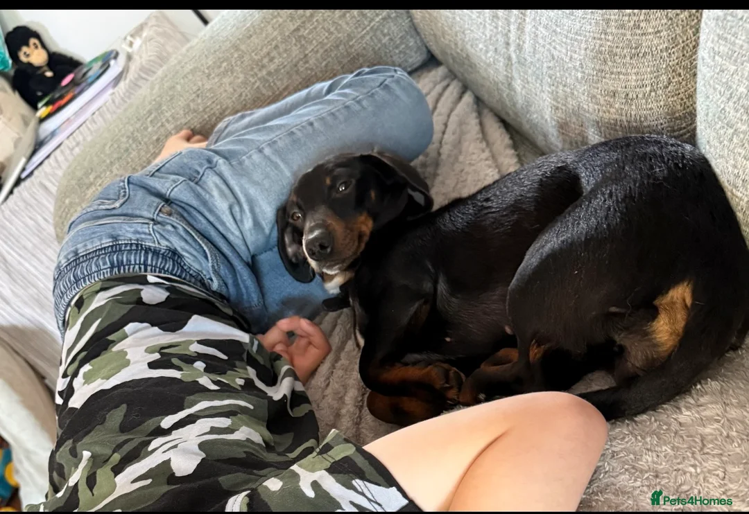 Miniature Dachshund dogs for sale: 1 year old Female minature dachshund  - Advert 8