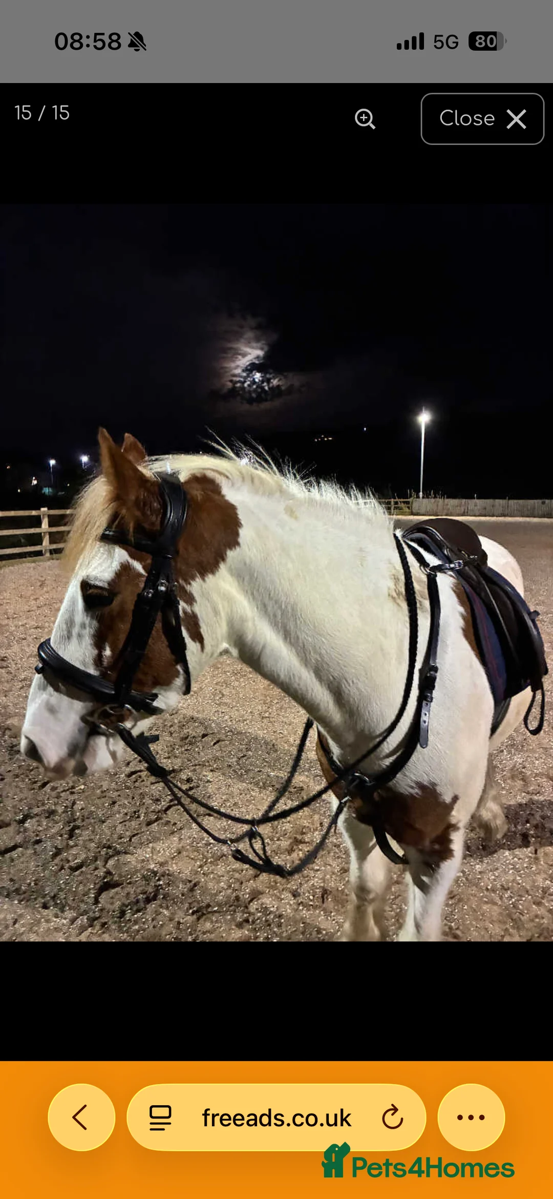 Irish Cob horses for sale: Joey 14.2 Cob  - Advert 7