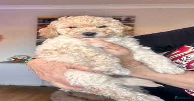 Cockapoo dogs - Advert 6