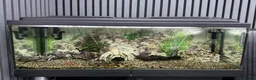 Plecos fish for sale: 160L Aquarium Full Setup with Fish & Filter in Lutterworth - Advert 1