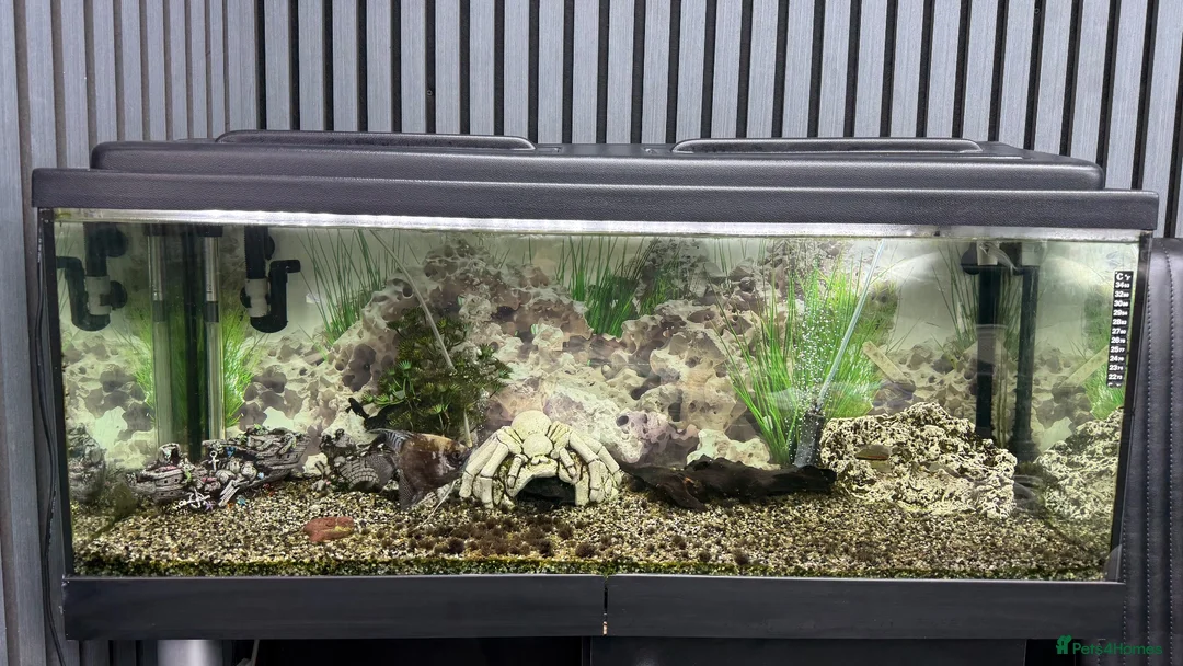 Plecos fish for sale: 160L Aquarium Full Setup with Fish & Filter in Lutterworth - Advert 1