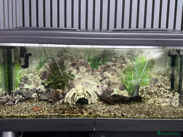 Plecos fish for sale: 160L Aquarium Full Setup with Fish & Filter - Advert 10