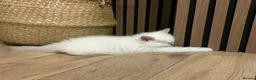 Ragdoll cats for sale: Pure ragdolls kittens  - Advert 6