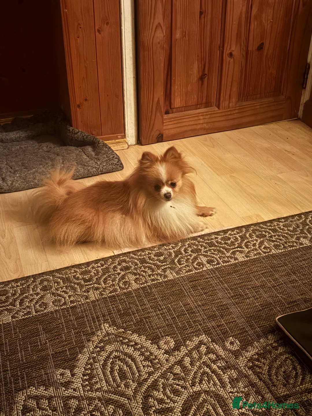 Pomeranian dogs for sale: KC Registered Orange Parti Female - Advert 4