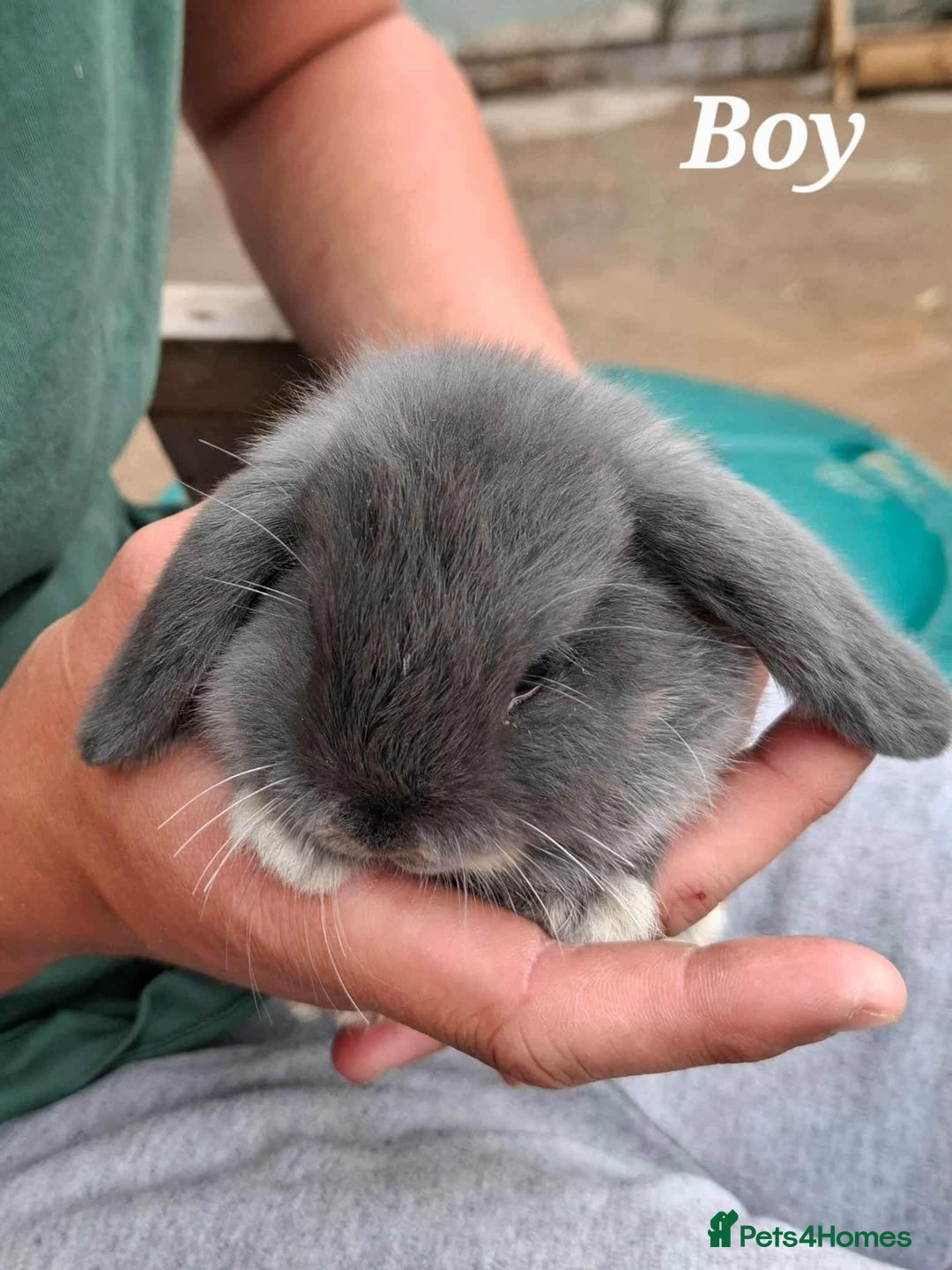 Mini Lop rabbits for sale: Mini lop bunnies  - Image 9