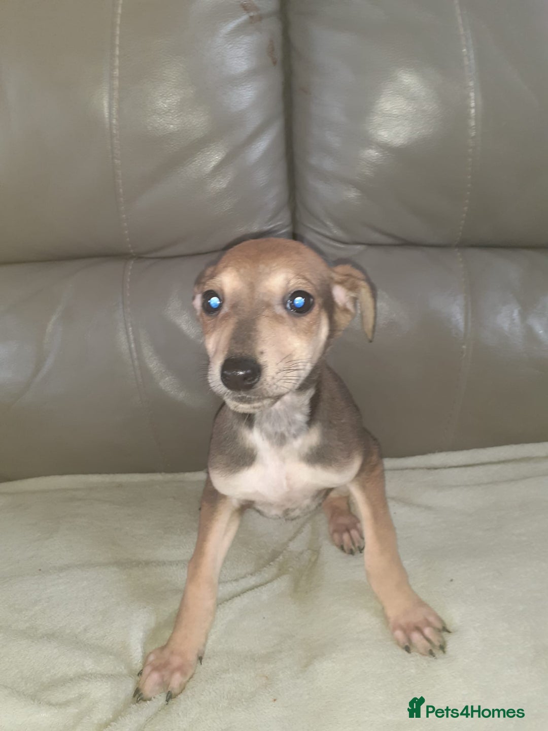 Mixed Breed dogs for sale: Saluki cross Chinese red dog - Advert 6