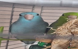 Parrots birds for sale: Pair of bonded parrotlets  - Image 2
