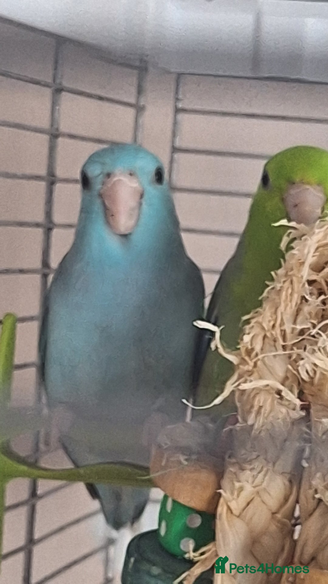 Parrots birds for sale: Pair of bonded parrotlets  - Image 2