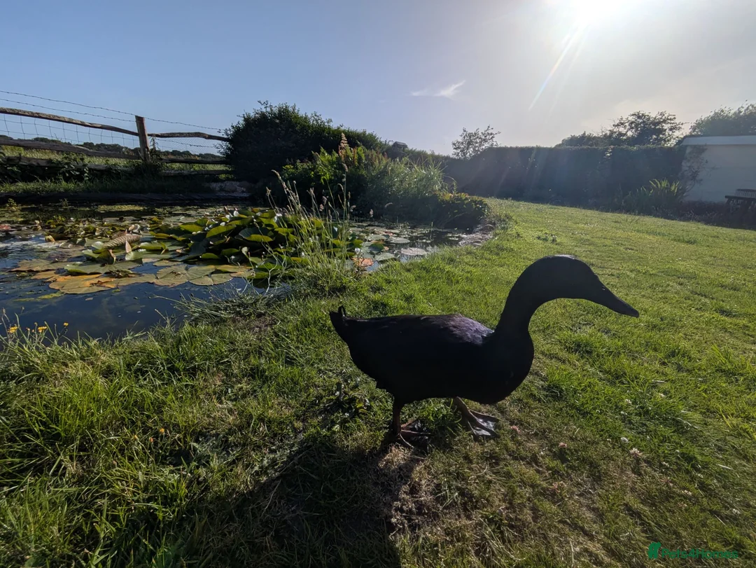 Ducks poultry for sale: Cayuga male & female pair in Wareham - Advert 5