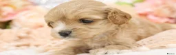 Cavapoo dogs for sale: Health Tested Cavapoos by Licensed Breeder - Advert 9