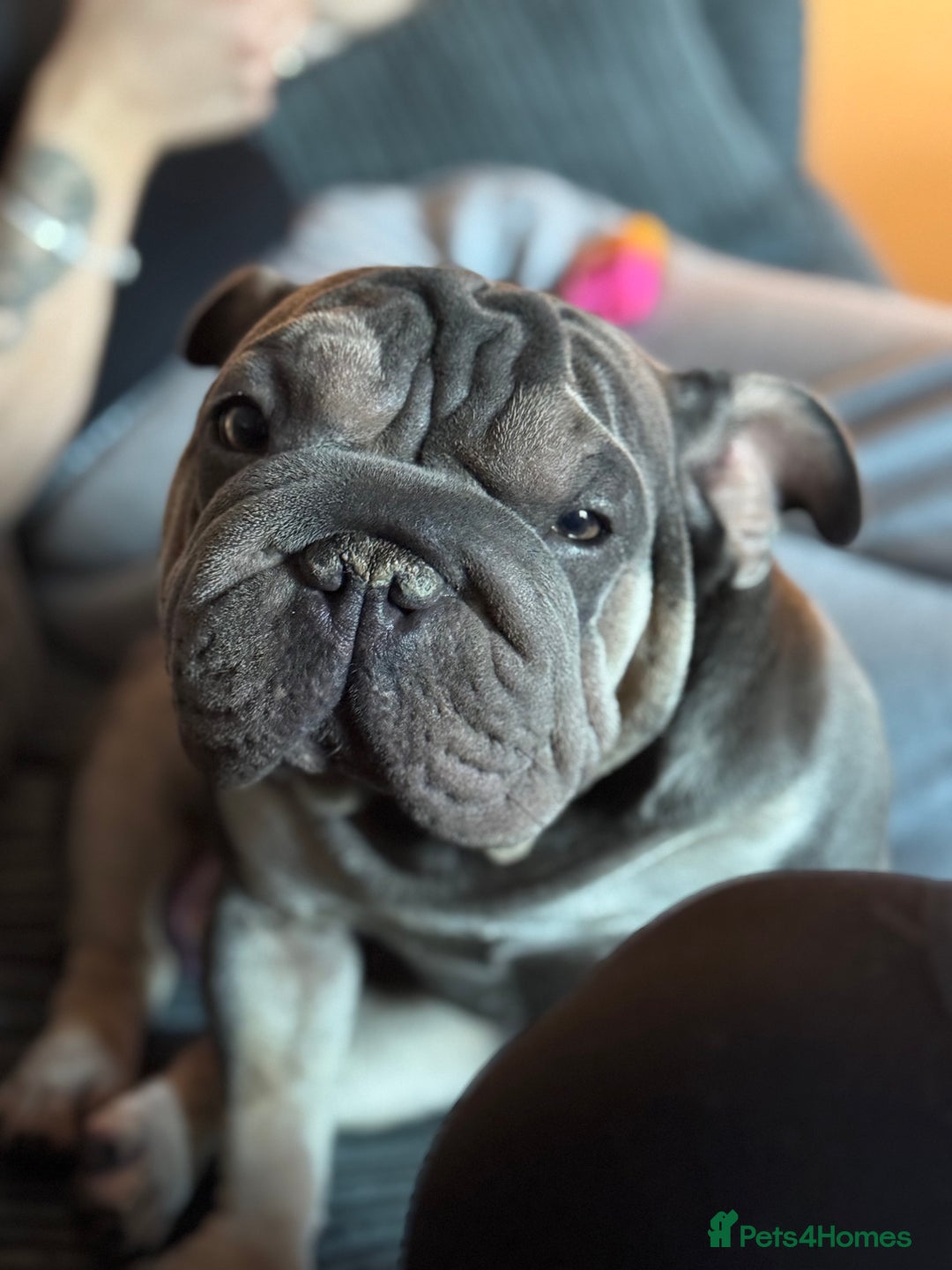 Mixed Breed dogs for sale: Well Behaved Frenchie (re-home) - Image 2