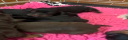 Cocker Spaniel dogs for sale: FIRST CLASS AMAZING PUPS  - Advert 2