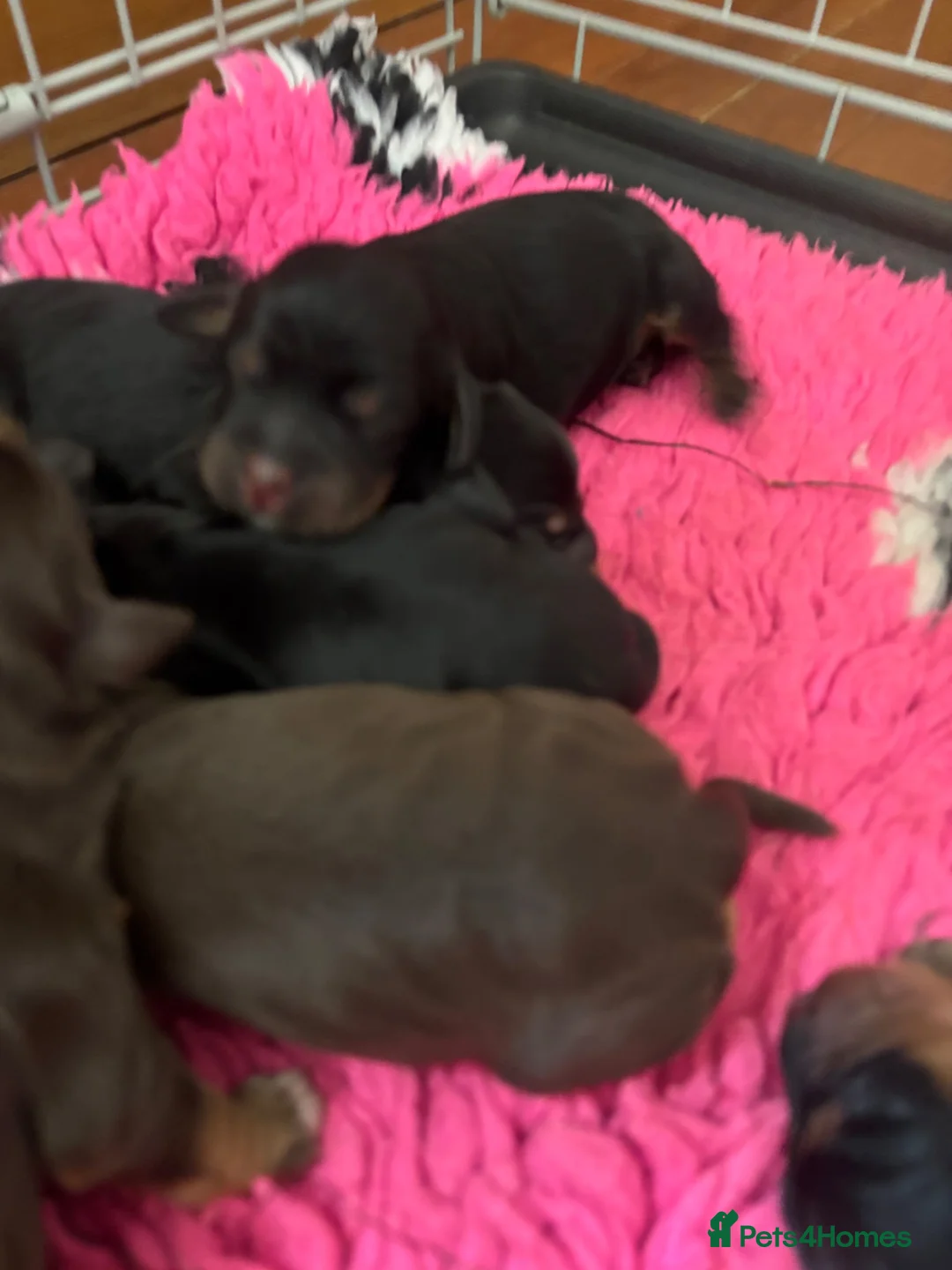 Cocker Spaniel dogs for sale: FIRST CLASS AMAZING PUPS  - Advert 2
