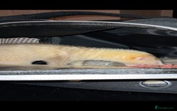 Ferret rodents for sale: Female un-neatured ferret  - Image 2