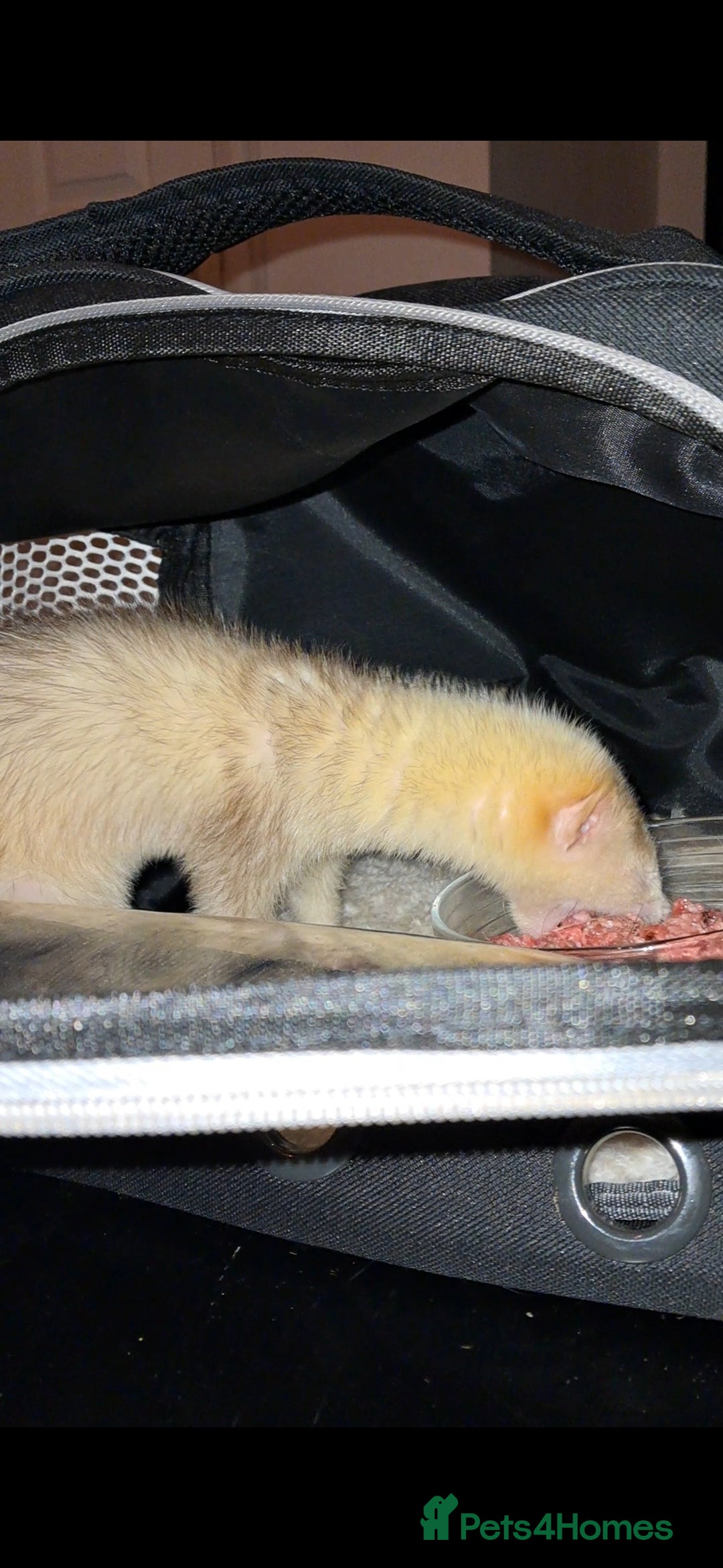 Ferret rodents for sale: Female un-neatured ferret  - Image 2