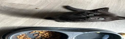 Mixed Breed cats for sale: Half lilac BSH kittens  - Advert 7
