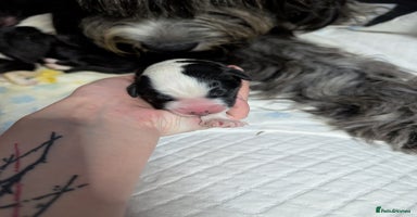 Sheepadoodle dogs in Morecambe - Advert 3