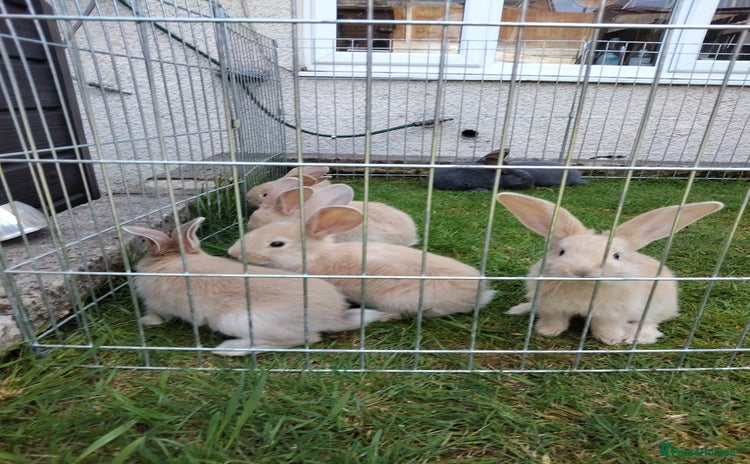 Continental Giant rabbits - Advert 1