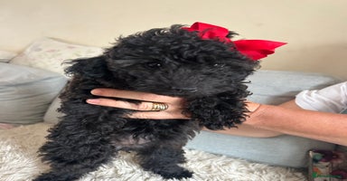 Cavapoo dogs - Advert 6