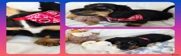 Miniature Dachshund dogs for sale: 💥REDUCED!💥 LAST PUP KC Mini Longhaired Dachshund - Advert 2