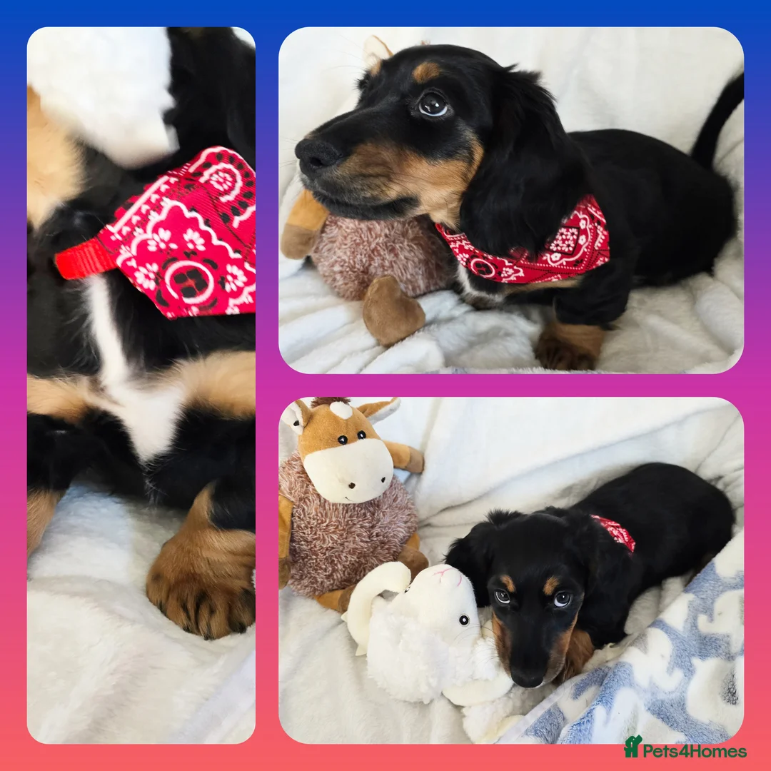 Miniature Dachshund dogs for sale: 💥REDUCED!💥 LAST PUP KC Mini Longhaired Dachshund - Advert 2