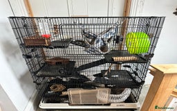Rat rodents for sale: Three Rats/Little Friends Chatsworth Cage - Image 1