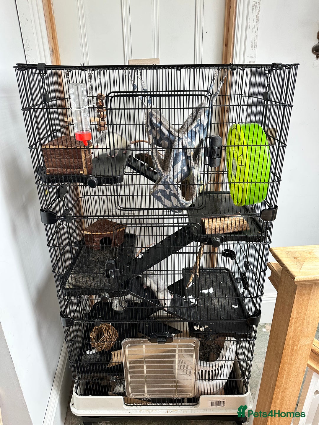 Rat rodents for sale: Three Rats/Little Friends Chatsworth Cage - Image 1