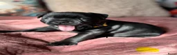 Staffordshire Bull Terrier dogs for sale: 🐾 KC  Staffordshire Bull Terrier Puppies in West Bromwich - Advert 7