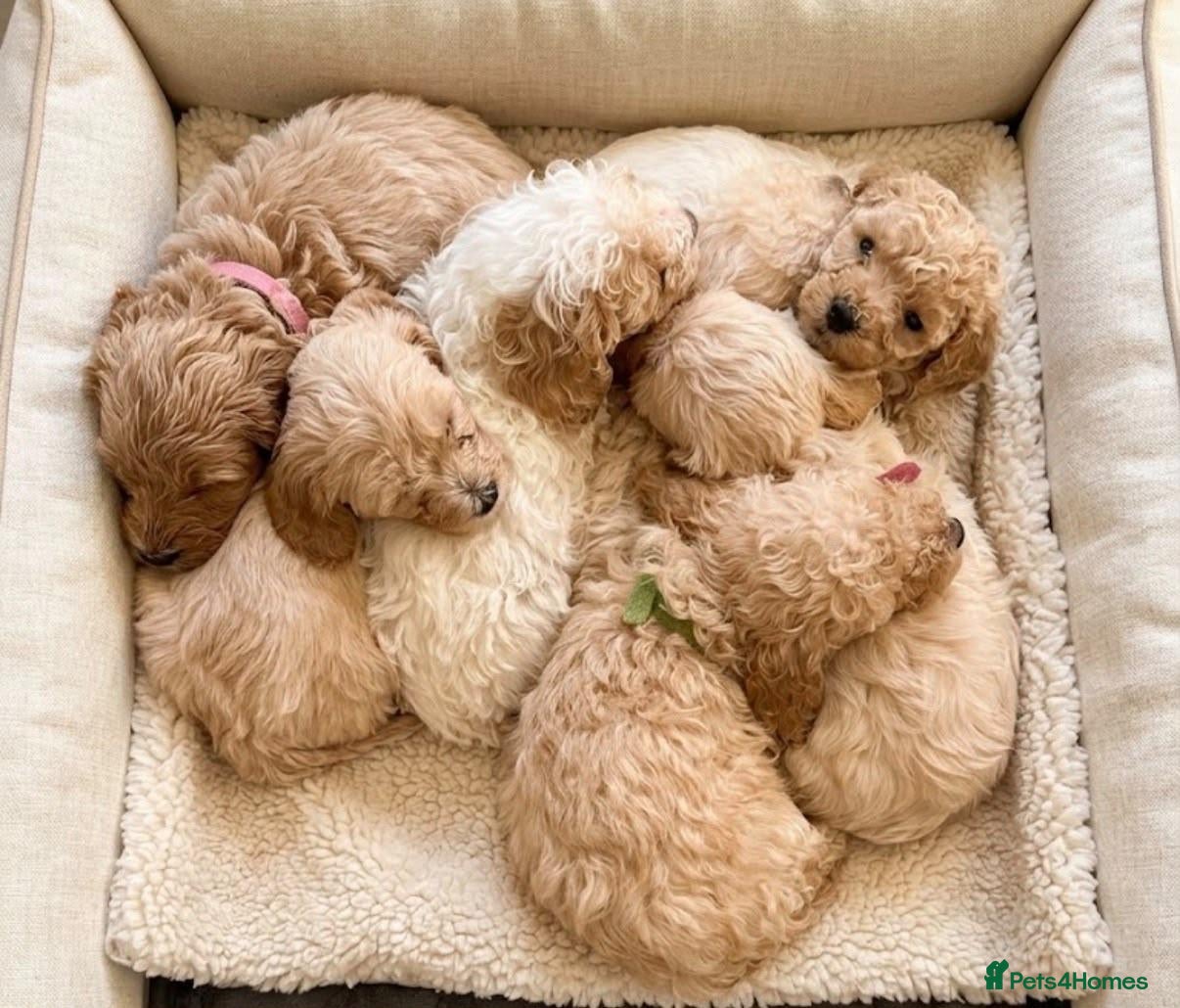 Cockapoo dogs Toy Cockapoo Puppies | KC Reg. Toy Poodle Dad - Advert 1