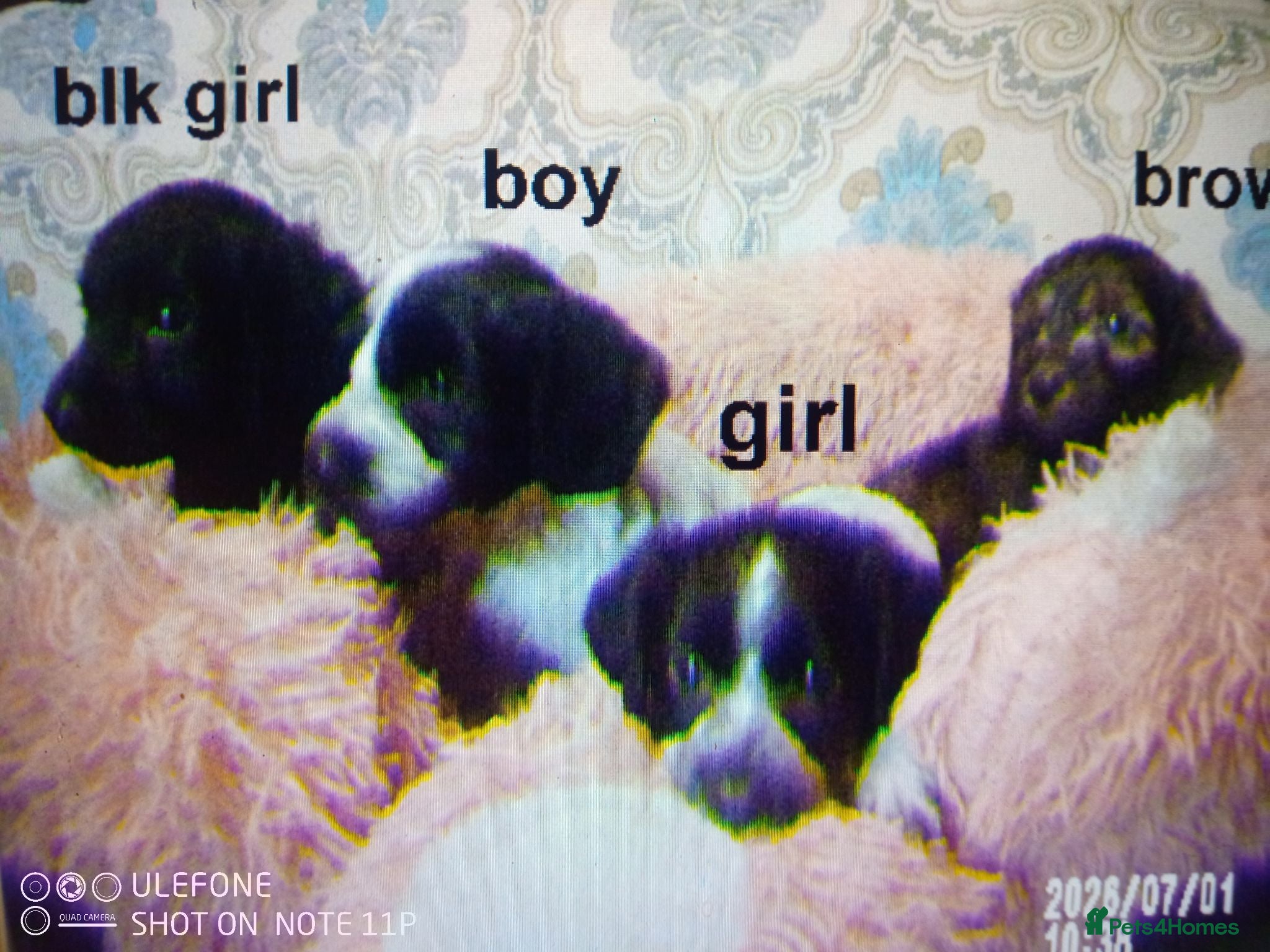 Cockapoo dogs  Cockapoo puppies 1 boy 4 girls - Advert 1