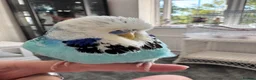 Budgerigars birds for sale: Beautiful Tame Male Exhibition Budgie  - Advert 5