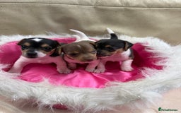 Jack Russell dogs for sale: Tiny Jack Russell pups  - Image 2