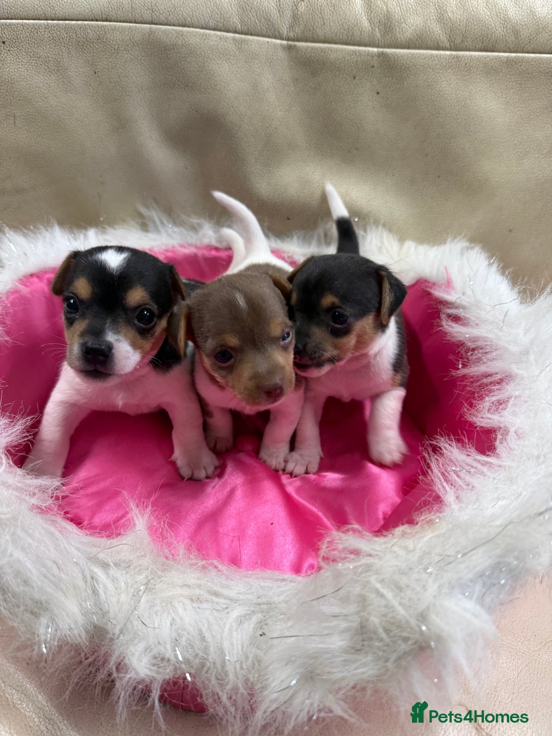 Jack Russell dogs for sale: Tiny Jack Russell pups  - Image 2