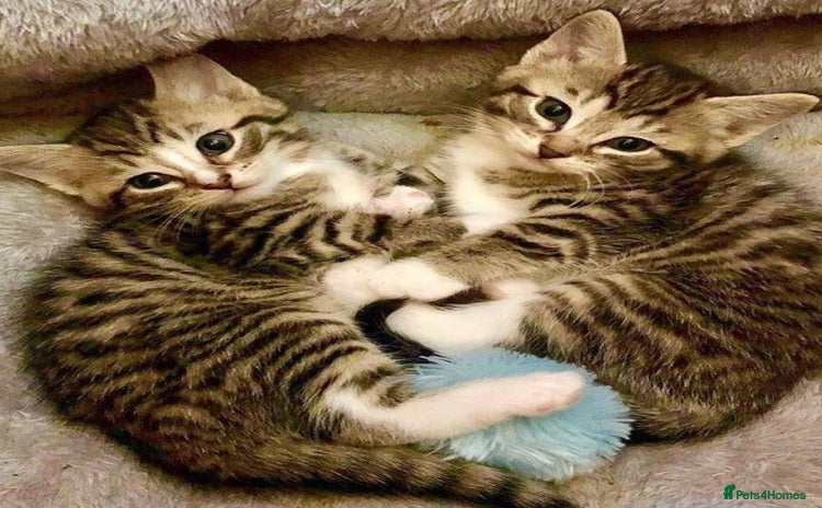 Mixed Breed cats - Advert 2