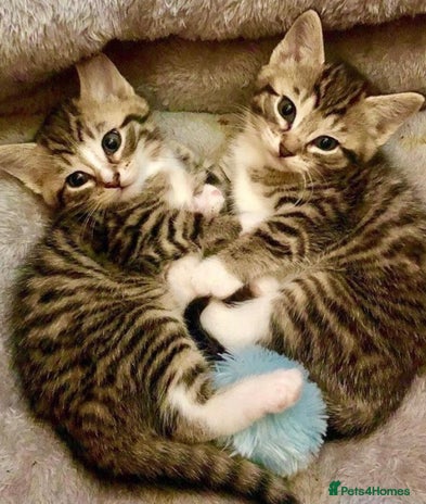 Mixed Breed cats - Advert 5