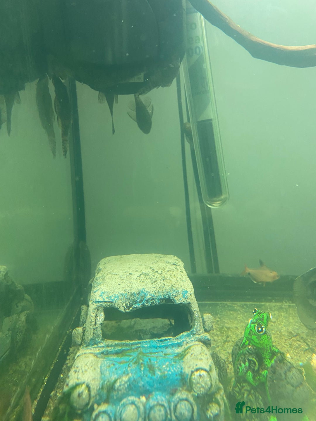 Plecos fish for sale: Plecos  - Advert 2