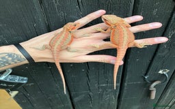 Bearded Dragon reptiles for sale: Various Bearded Dragon Morphs in Downham Market - Image 9