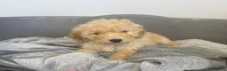 Mixed Breed dogs for sale: Goldendoodle - 8 Month Old in Glasgow - Advert 3