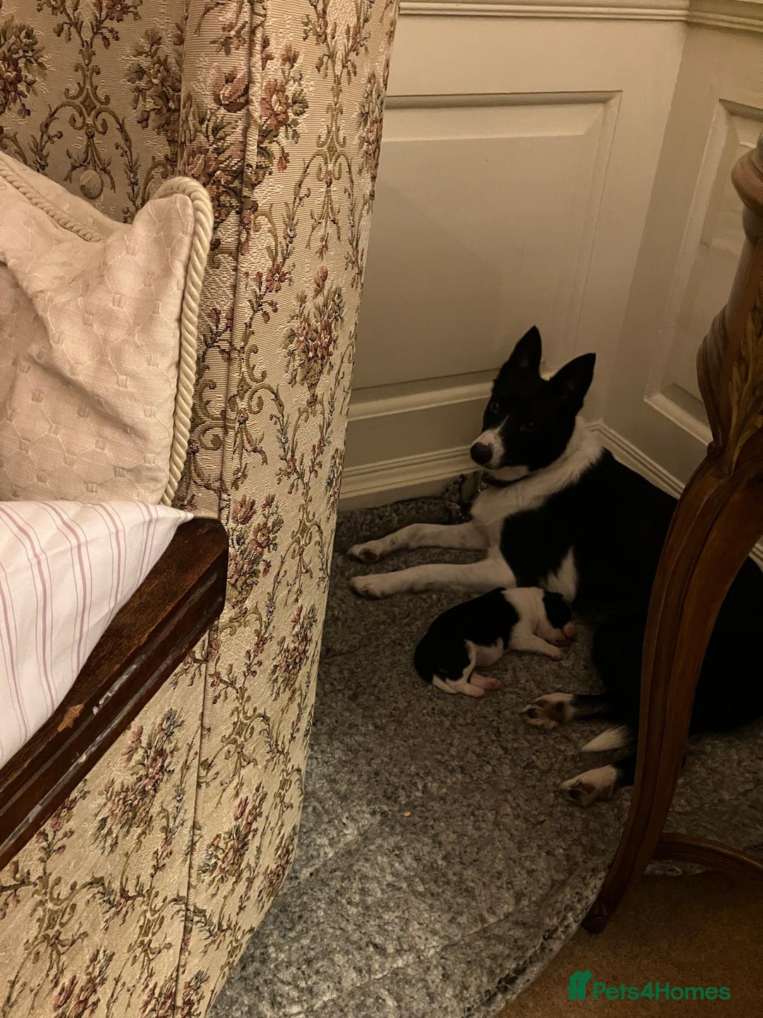 Border Collie dogs for sale: 2 border collie bitches (working dogs).  - Advert 12