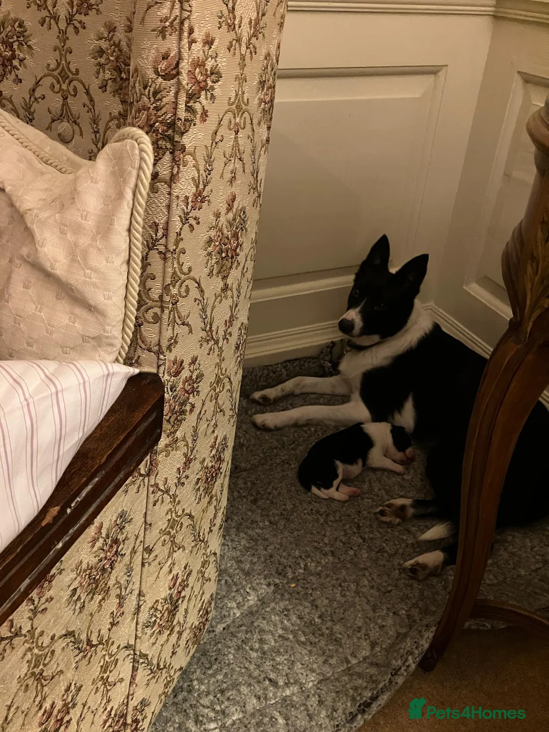 Border Collie dogs for sale: 2x border collie bitches. READY NOW - Advert 11