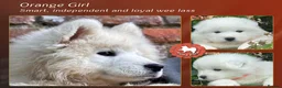 Samoyed dogs for sale: KC registered Samoyed puppies Champ Sire - Advert 3