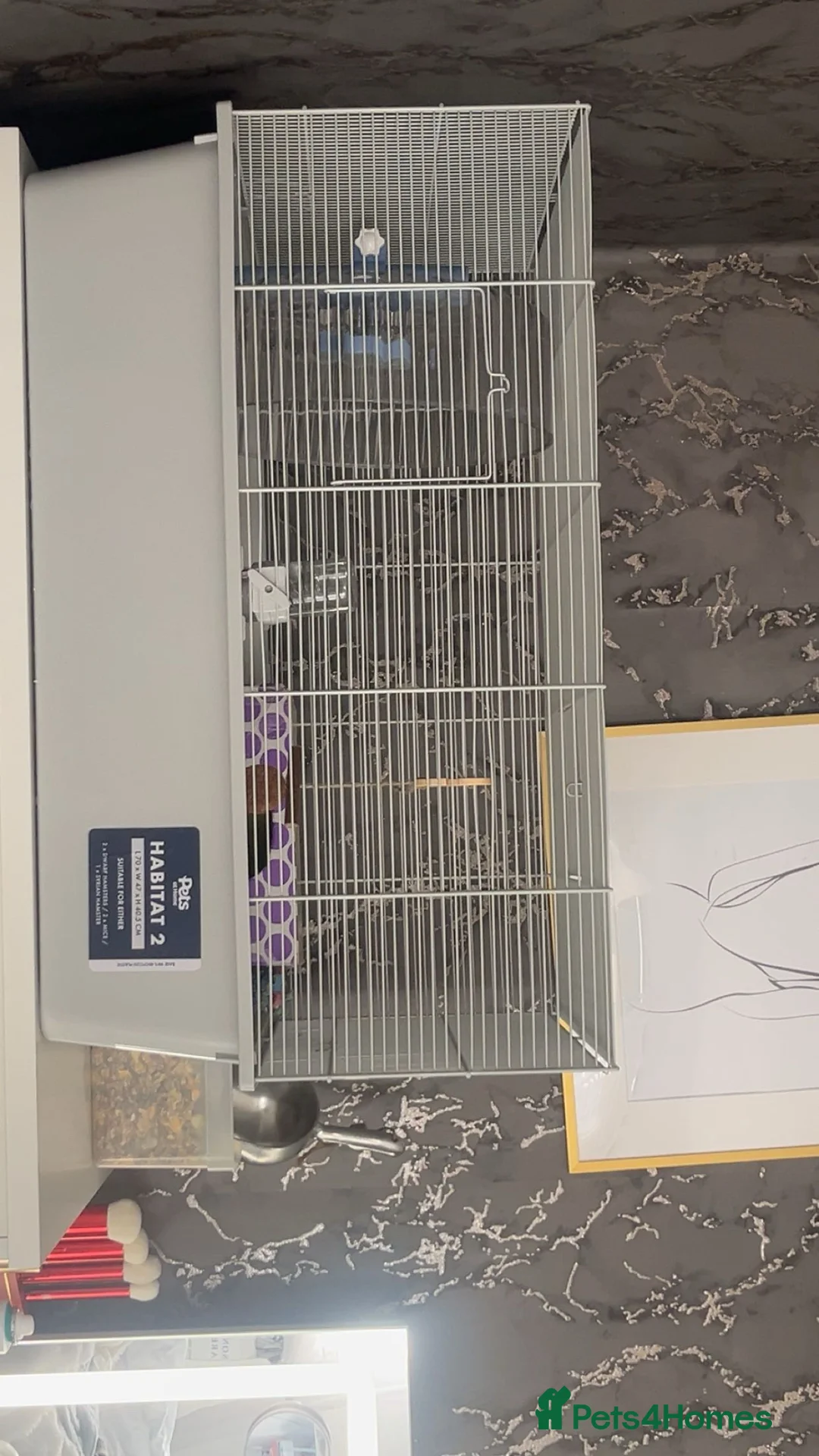 Hamster rodents for sale: Syrian Hamster  in Leigh - Advert 2