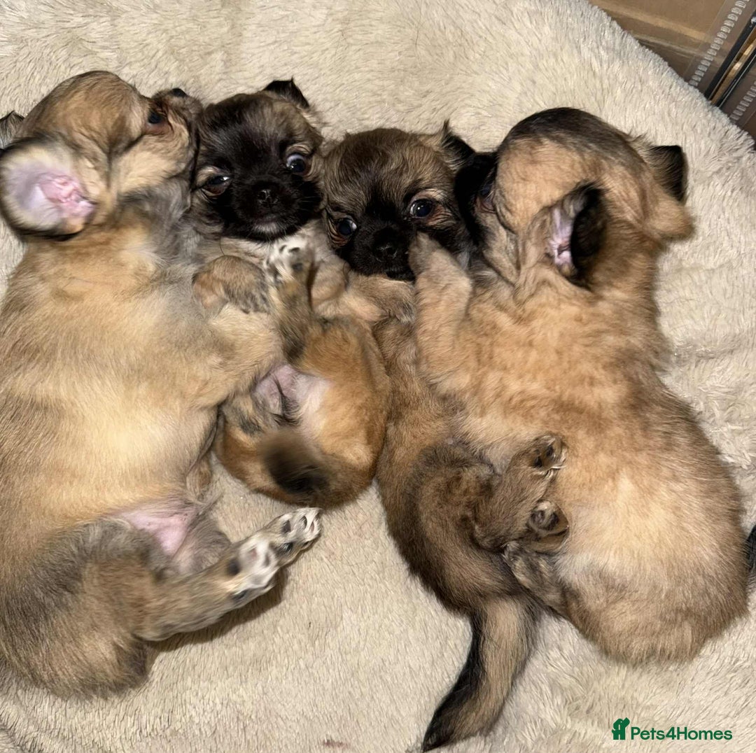 Chihuahua dogs for sale: Tiny Long-Haired Chihuahua Puppies - Image 20