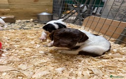 English Springer Spaniel dogs for sale: Springer spaniel puppies for sale  - Image 12