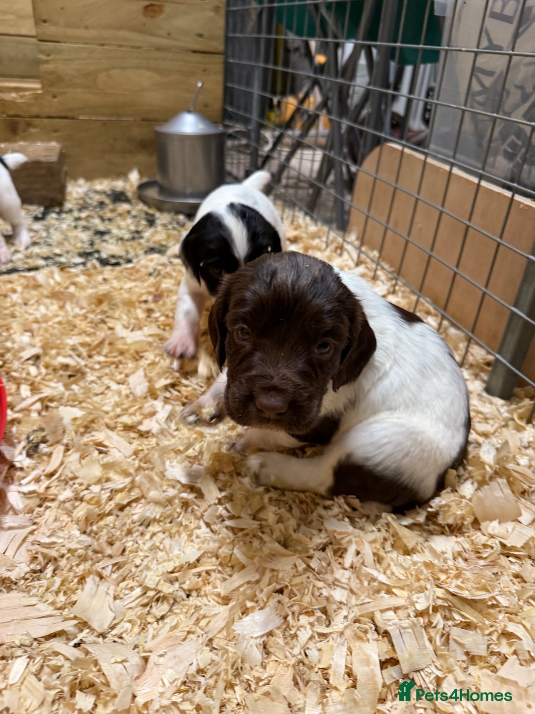 English Springer Spaniel dogs for sale: Springer spaniel puppies for sale  - Image 12