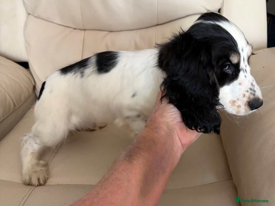 Cocker Spaniel dogs for sale: Cocker Spaniel Boy Puppy - Image 6