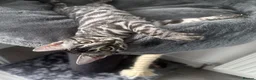 Bengal cats for sale: Exceptional kittens in silver, brown and charcoal - Advert 14