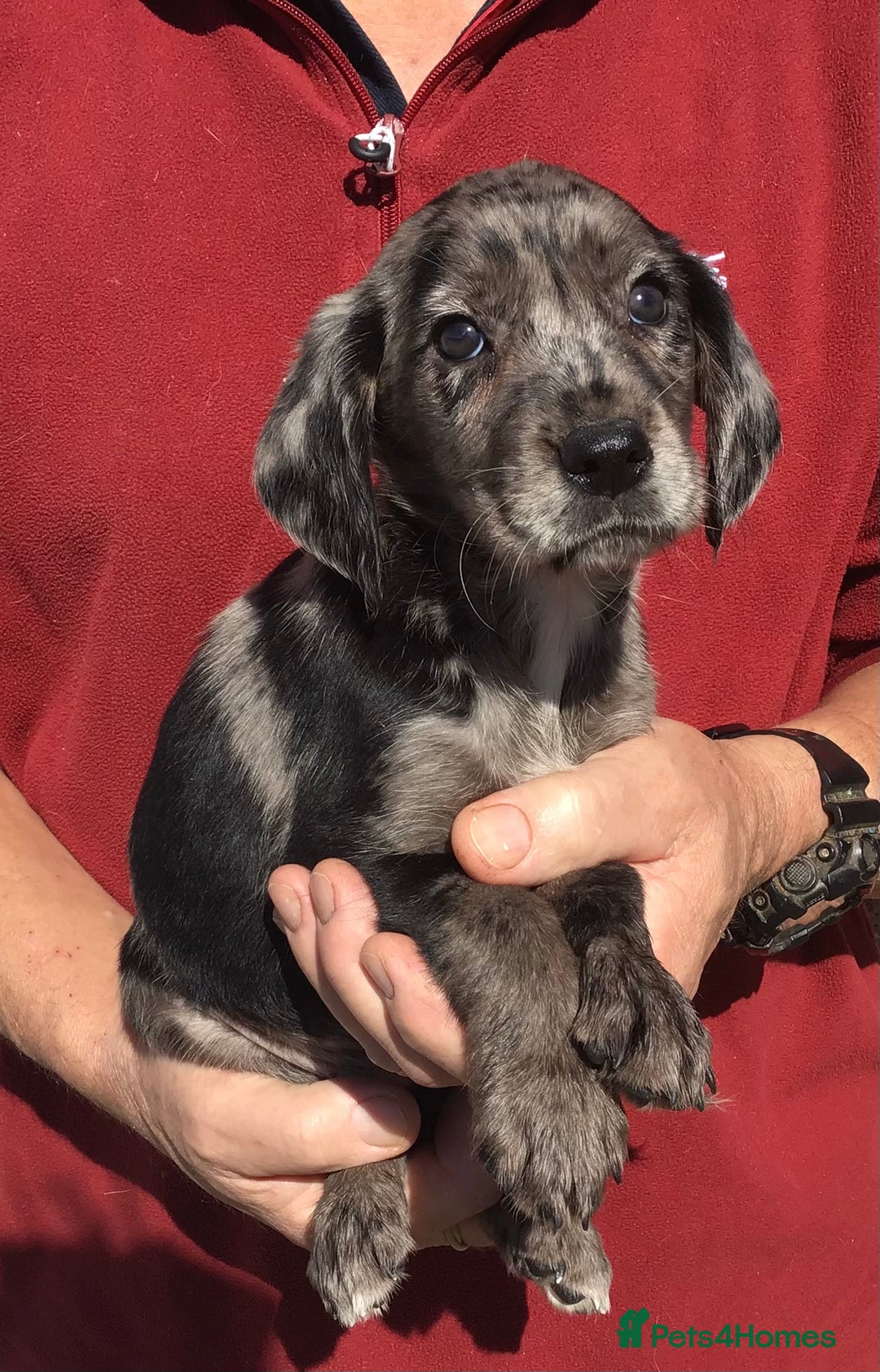 Cockerdor dogs for sale: AMAZING COCKERDOR/COCKADOR PUPPIES - Image 33